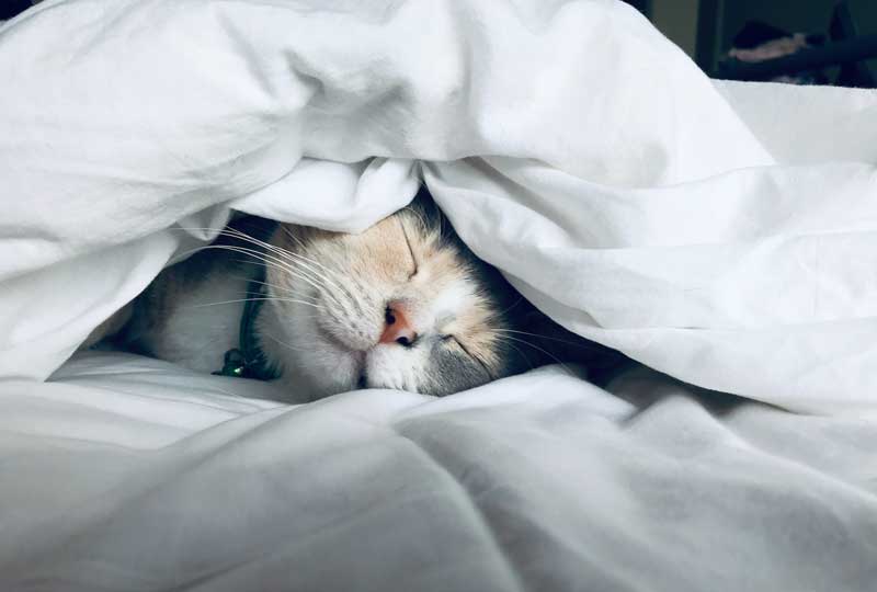 A cat sleeping under the bed covers. 